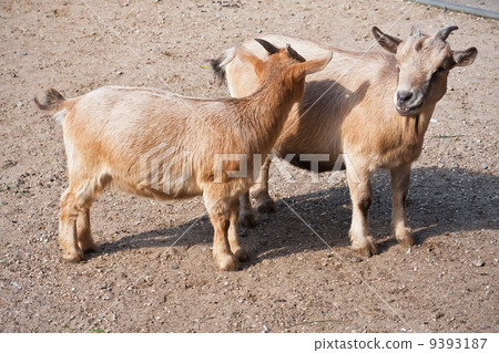 Goats 9393187