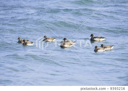 A group of kokugang 9393216