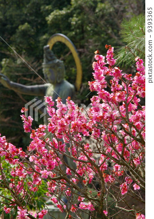 Plum blossom  9393365