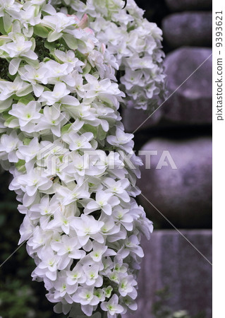 Yae Kashiwaba繡球花 9393621