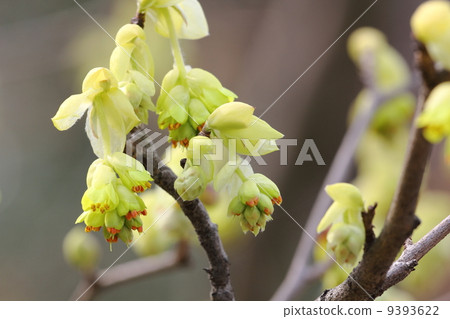 Toshi sickle Toshi sickle 9393622