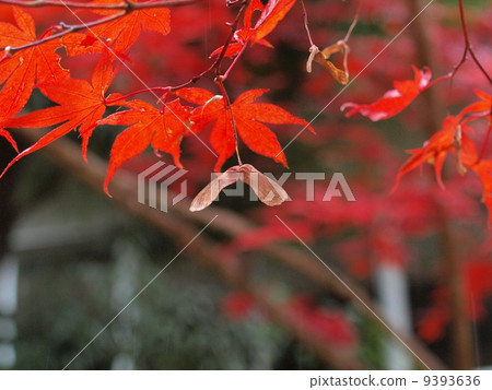 Autumn leaves of Okayama city nearby Autumn leaves of Okayama city nearby 9393636