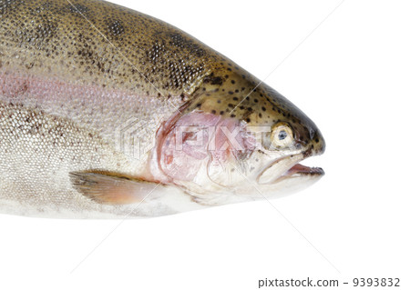 fresh whole trout fish face fresh whole trout fish face 9393832