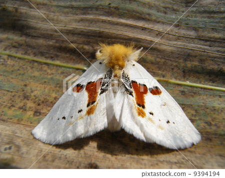 蛾蛾 蛾蛾 9394194