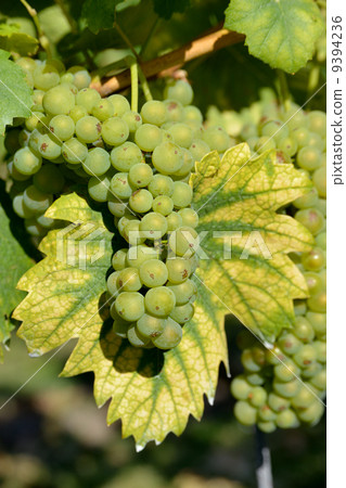 grape crops are coming on grape crops are coming on 9394236