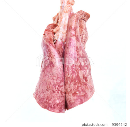 Internal organs of the animal Internal organs of the animal 9394242
