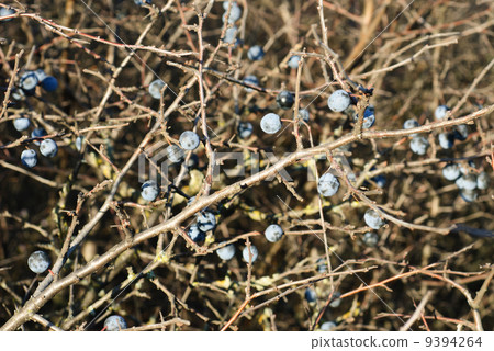 Blackthorn, Prunus spinosus close up background Blackthorn, Prunus spinosus close up background 9394264