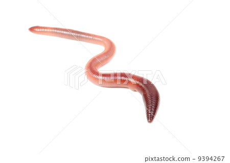 animal earth worm isolated on white background animal earth worm isolated on white background 9394267