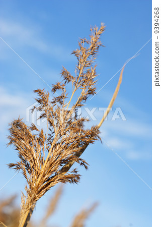 The dry reed under blue sky The dry reed under blue sky 9394268