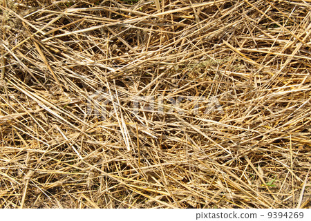 Close up hay straw stack texture, agriculture background Close up hay straw stack texture, agriculture background 9394269