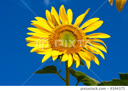 Sunflower 9394375