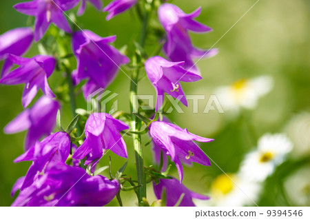 blue bell flowers blue bell flowers 9394546