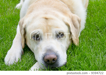 Labrador Retriever on Fresh Green Grass Labrador Retriever on Fresh Green Grass 9394722