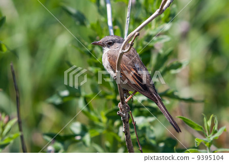 Common Whitethroat (Sylvia communis) Common Whitethroat (Sylvia communis) 9395104