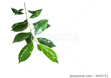 榕樹葉 9395751