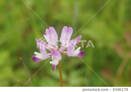 Renge Renge 9396179