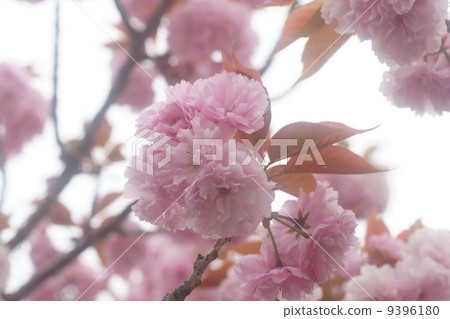 Sakura Sakura 9396180