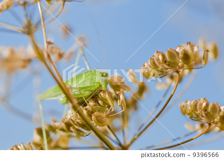 grasshopper grasshopper 9396566