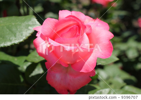 一朵紅玫瑰 9396707