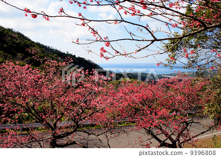 Yaodake的櫻花 9396808