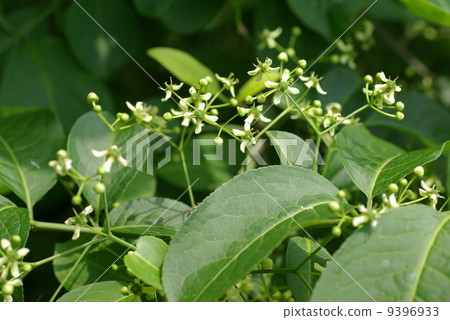 真由美 真由美 9396933