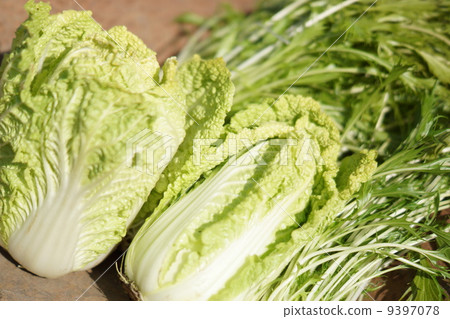 冬天的蔬菜 9397078