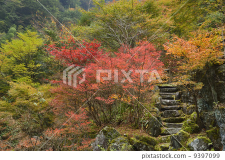 Autumn leaves of Yasu Valley Autumn leaves of Yasu Valley 9397099