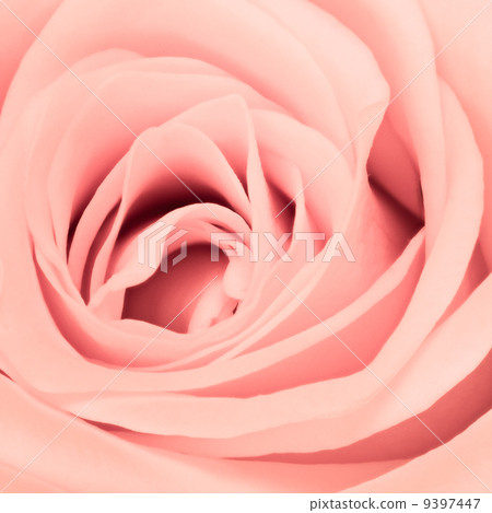 pink rose close up 9397447