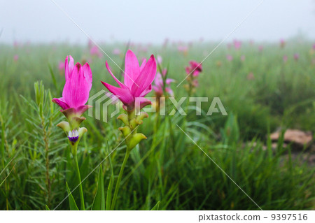 Siam Tulip or Summer Tulip 9397516