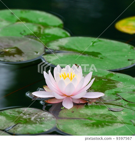 Water lily in lake 9397567