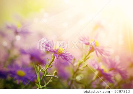 Violet flowers Violet flowers 9397813