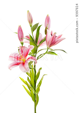 Pink lily 9397814