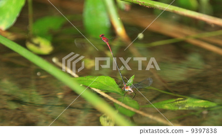 Laying on the loose flow of the creature forest edge Spotted eggs 9397838