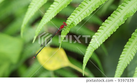 Resting on the leaves near the creature puddle Akane Nagaito Tombo 9397839