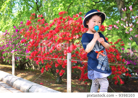 杜鵑花回來了 9398103