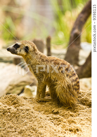 Meerkat Meerkat 9398115