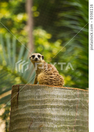 Meerkat 9398116