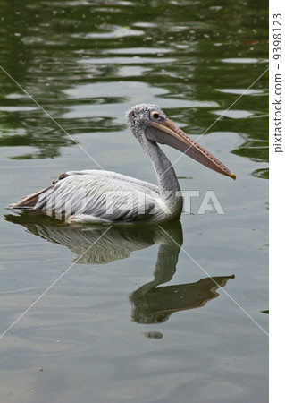 Great White Pelican on water. Great White Pelican on water. 9398123
