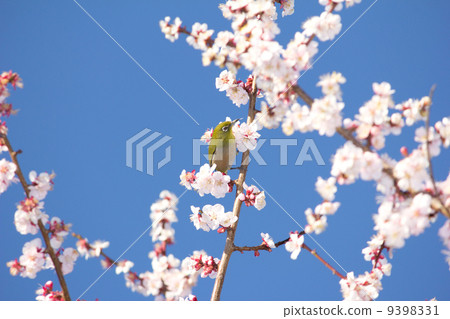 Mejiro在梅花分支 9398331