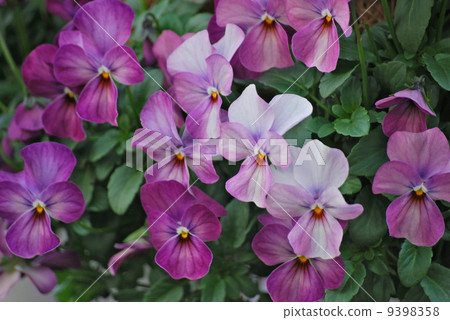VIERA FLOWER VIERA FLOWER 9398358