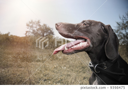 German pointer 9398475