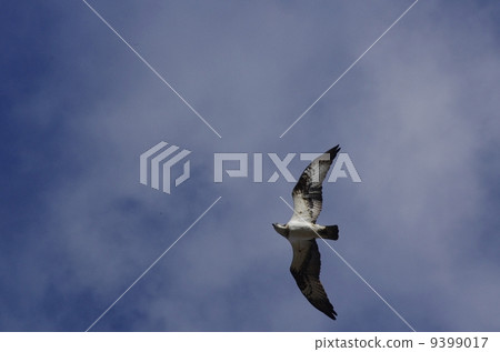 Osprey dancing in a sunny winter sky Osprey dancing in a sunny winter sky 9399017
