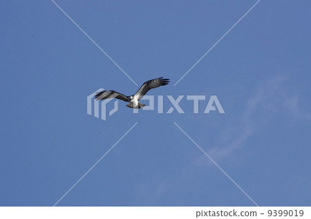 Osprey dancing in a sunny winter sky Osprey dancing in a sunny winter sky 9399019