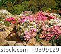 Ashikaga is a flower park azalea 9399129