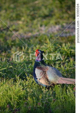Pheasant of the field! 9399504