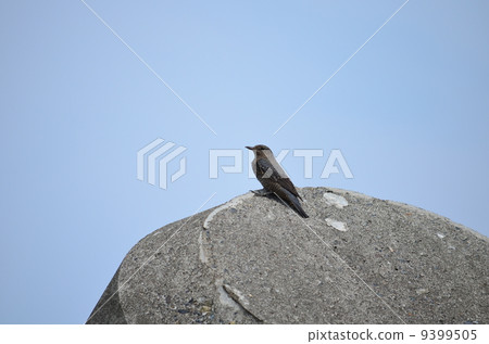 Shore-billed Bulbul♪ 9399505