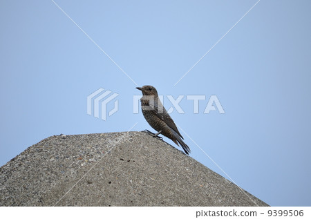 岸邊的歌手♪ 9399506