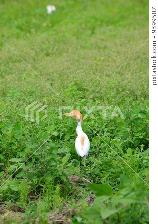 Amazagi在外地! Amazagi在外地! 9399507