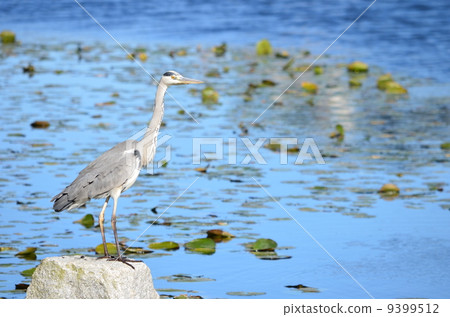 在池塘里熬汁！ 9399512