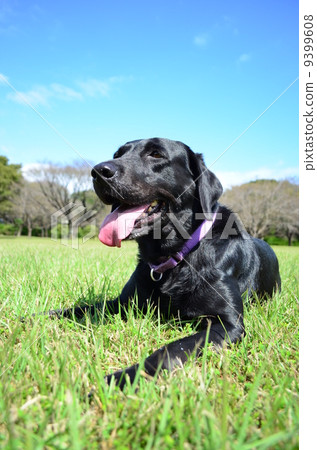 It's a nice day♪ It's a nice day♪ 9399608